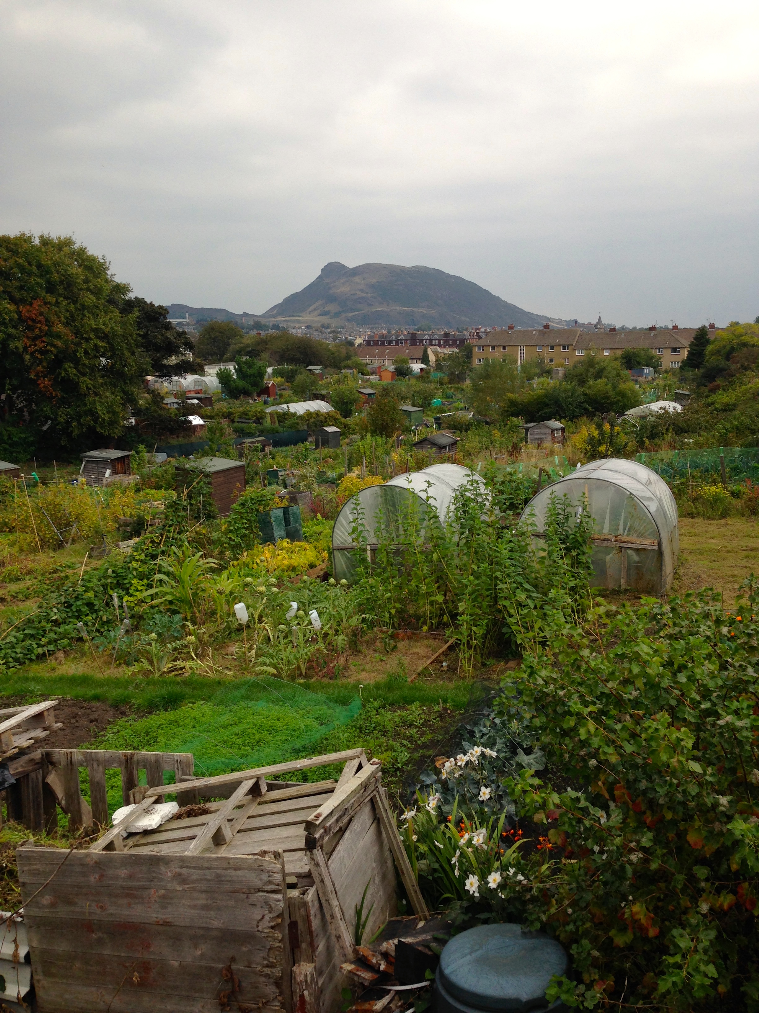 Edinburgh Allotments by Áine Ryan